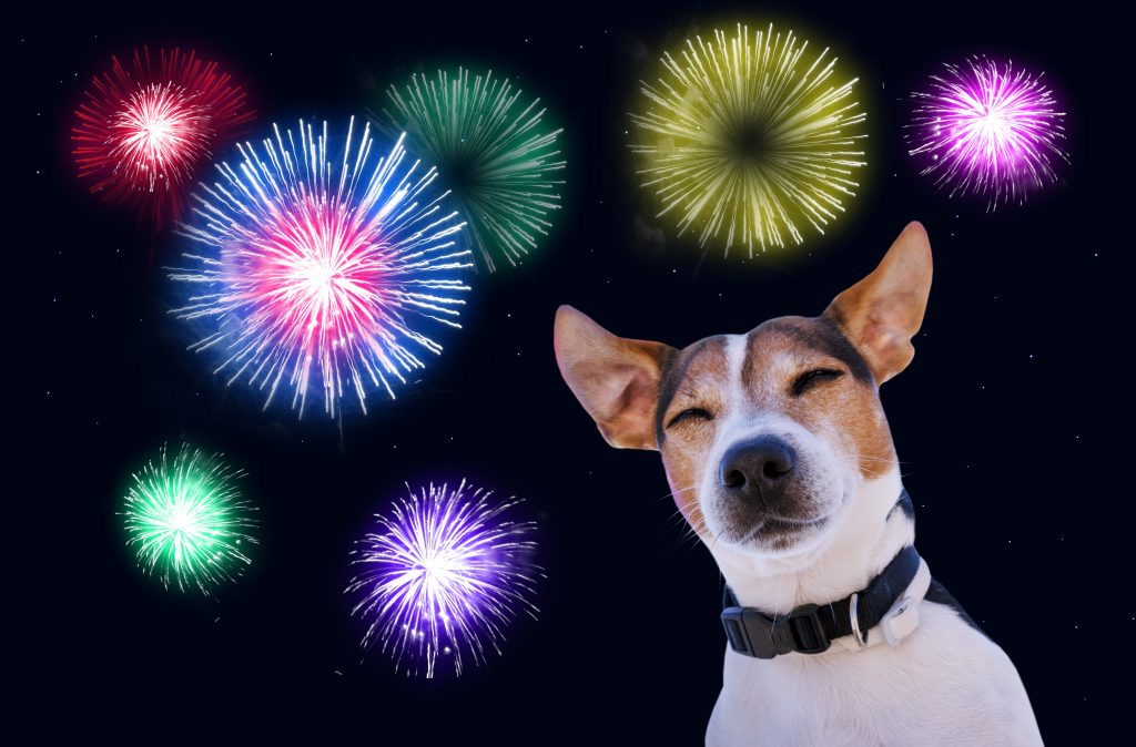 New Year's Eve - Dogs most stressful moment